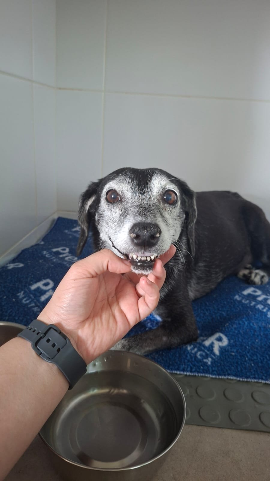 Atendimento de pequenos animais